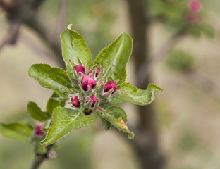 pink sprout of apple blossom