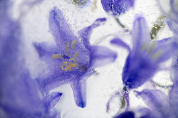 Close up of Purple Blue Bell Flowers in Clear Ice