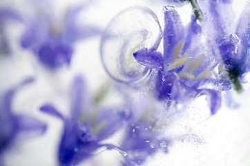 Close up of Purple Blue Bell Flowers in Clear Ice