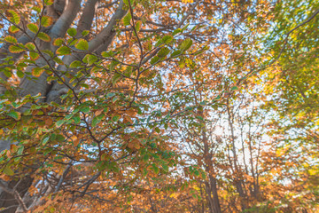 autumn leaves background