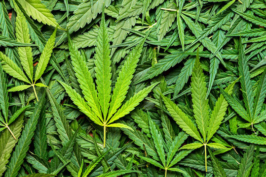 Cannabis marijuana texture leaf background. A large amount of marijuana. Background of cannabis leaves