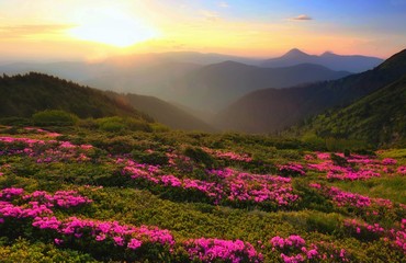 Obraz premium picturesque spring sunrise landscape in Europe, attractive morning view on blossom rhododendron flowers,, wonderful dawn sunlight, scenic floral nature image, Europe, Carpathians, Ukraine - Romania