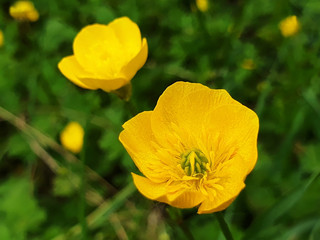Fototapeta premium Yellow flowers of Ranunculus acris on green grass background on sunny day.