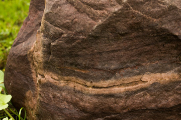 The snake crawls on a large stone. Ivy enveloped stone