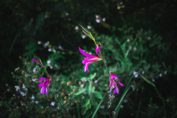 Obraz na płótnie Canvas purple flowers in the forest