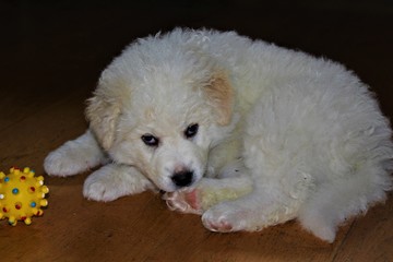 CUCCIOLO DI PASTORE MAREMMANO