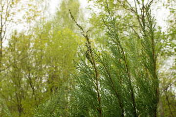 Fir branch on a background of green grass