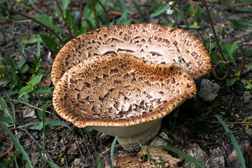 Two large pot mushrooms grow on a forest pole