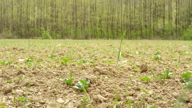 Dried arable field with a forest and flying birds. The problem of lack of rainfall. Springtime. Bielsko Biala, Pland, Europe. 4K, 3840x2160px, 24 FPS.