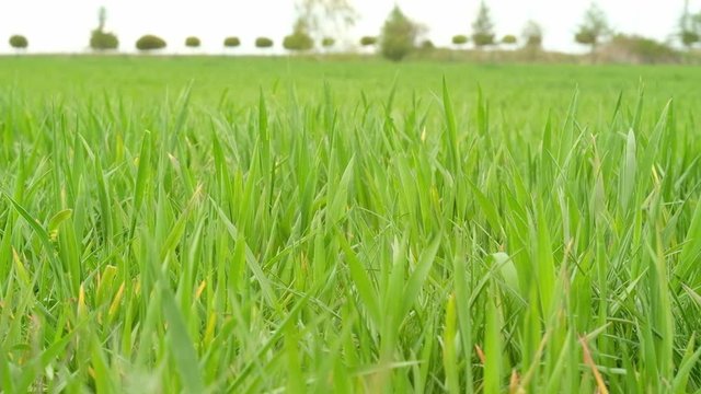 Green leaves of young barley growing on the field. Hordeum is a genus of annual and perennial plants in the grass family. Bielsko Biala, Pland, Europe. 4K, 3840x2160px, 24 FPS.