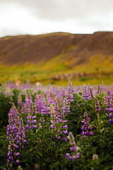 Obraz premium Iceland Nature Landscape Flowers Birds Animals Waterfall Tourism Tourist Geyser Natural Wonders Church Misty Foggy Black Sand Beach Caves