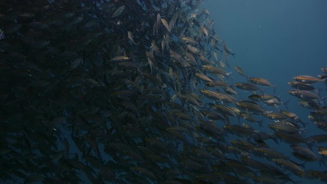 A large school of Yellowstripe Scad (Selaroides leptolepis), ripples and sways in the sunlight in the blue water, slow motion Raja Ampat, Indonesia