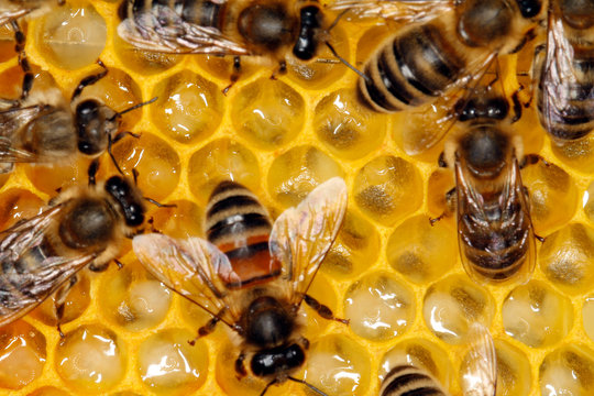 Bee, Honeybee, Apis mellifera, Thuringia, Germany, Europe