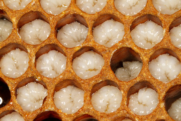 Bee, Honeybee, Apis mellifera, Thuringia, Germany, Europe