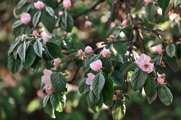 flowering spring quince tree with pink flowers