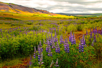 Obraz premium Iceland Nature Landscape Flowers Birds Animals Waterfall Tourism Tourist Geyser Natural Wonders Church Misty Foggy Black Sand Beach Caves