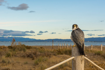 A northern peregrine falcon (Falco peregrinus calidus) in its environment, in the Natural Park of...
