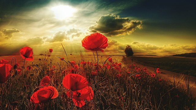 Red Poppy Flowers Blooming On Field During Sunset