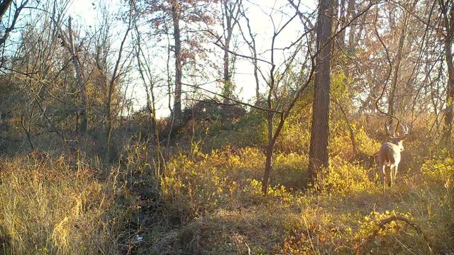 Whitetail buck deer walking through a forest at sunrise