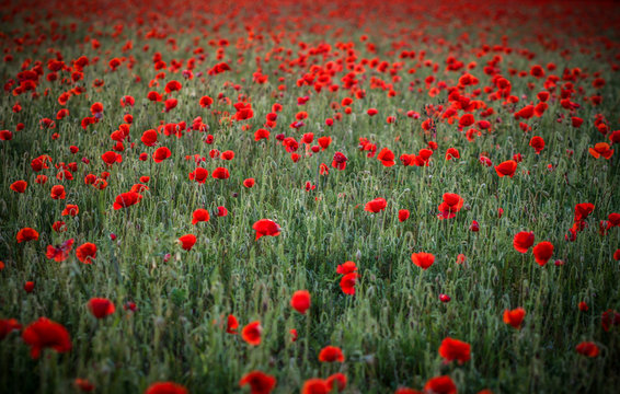 Red Poppies In Field © adam petto/EyeEm