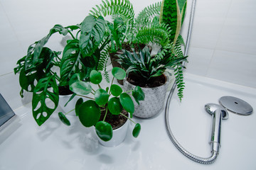 Green houseplants (pilea, monstera) in pots in the shower in bathroom. Concept of urban jungle,...