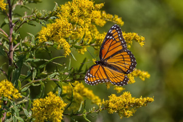 Viceroy butterfly feeding on a yellow Goldenrod flower. 