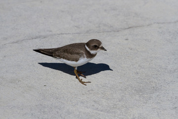 Semipalmated Plover standing on a concrete pier
