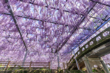 中山の大藤　Wisteria flower　福岡県柳川市