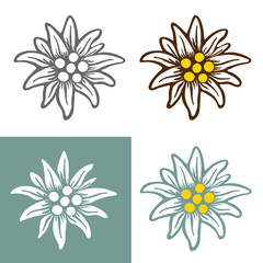edelweiss flower icon vector alpine icon flat web sign symbol logo label - 344313680