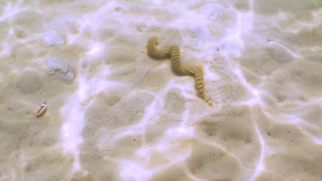 Egg pod underwater in gulf of Mexico of a lightning whelk snail