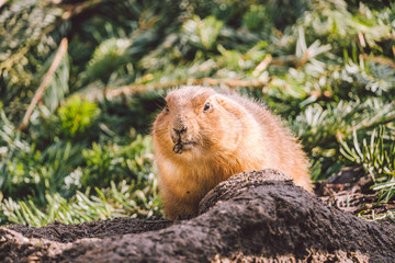 Closeup of an alpine marmot eating. Adult Brown Alpine Marmot Close Up. Marmota Marmota. alpine marmot and eats with the paws. Many squirrel rodents eat food