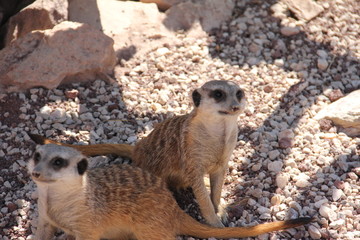 Fototapeta premium meerkat on guard duty
