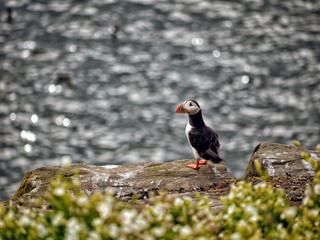 Atlantic puffin or common puffin on a rock looking out to sea