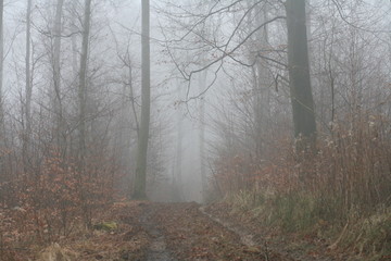 Obraz premium las we mgle