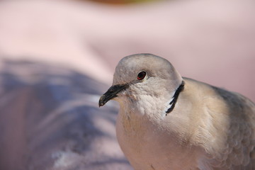 white dove on the rock