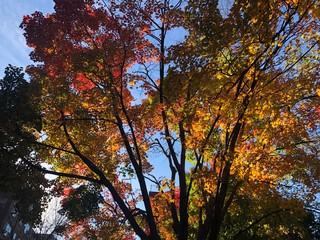 autumn in the forest
