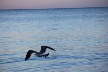seagull flying
