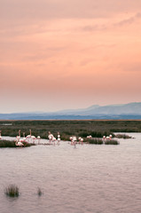 Flamingos in the middle of wild ponds at sunset near Narbonne in the Aude in France