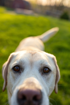 Dog looking into camera.