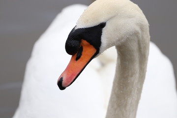 mute swan portrait