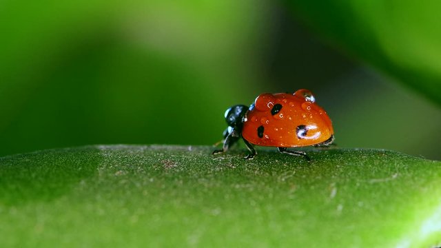  ladybug sitting on blade of grass against blurred nature background