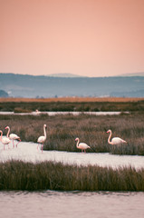 Flamingos in the middle of wild ponds at sunset near Narbonne in the Aude in France