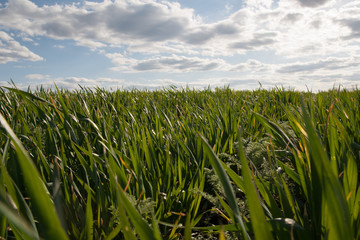 Green grass field cloud sky landscape
