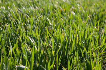 Fresh green grass summer nature