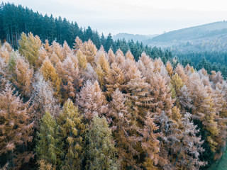 Lärche, frost, raureif, orange, herbst, winter, spätherbst, nadelholz, nadelwald, 