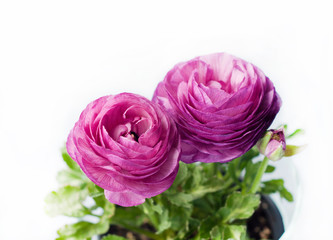 Beautiful purple ranunculuses flowers close up on white background. Ranunculus cultivation.