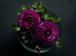 Beautiful purple ranunculuses flowers close up on dark background. Ranunculus cultivation.