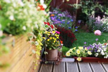 Fototapeta na wymiar flowers in the garden