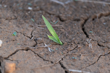 Drought