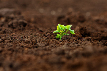 Choose the focus on the seedling, the young plant in the soil. Earth Day Concept